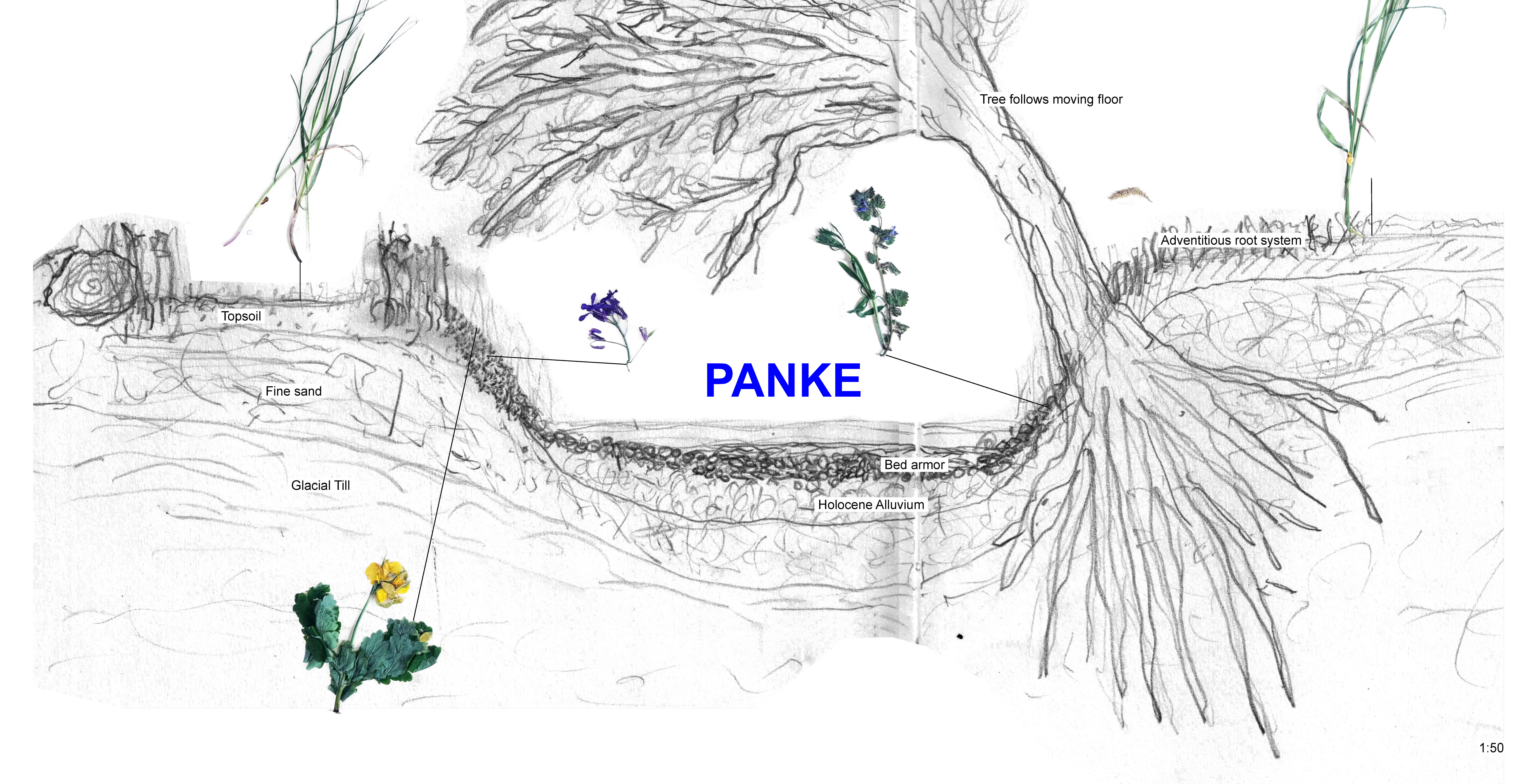 Panke drawing